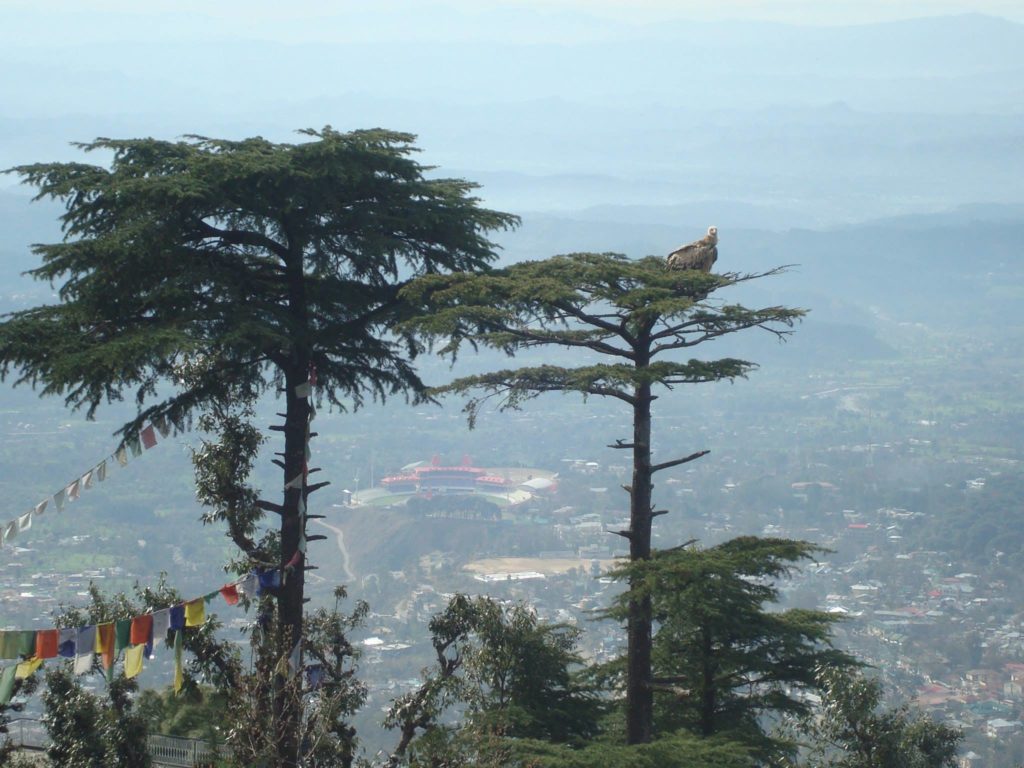 The view of Dharamsala from Kora House. Here, you can catch a glimpse of the the famous cricket ground between the two trees.